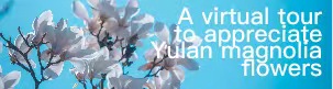 A virtual tour to appreciate Yulan magnolia flowers